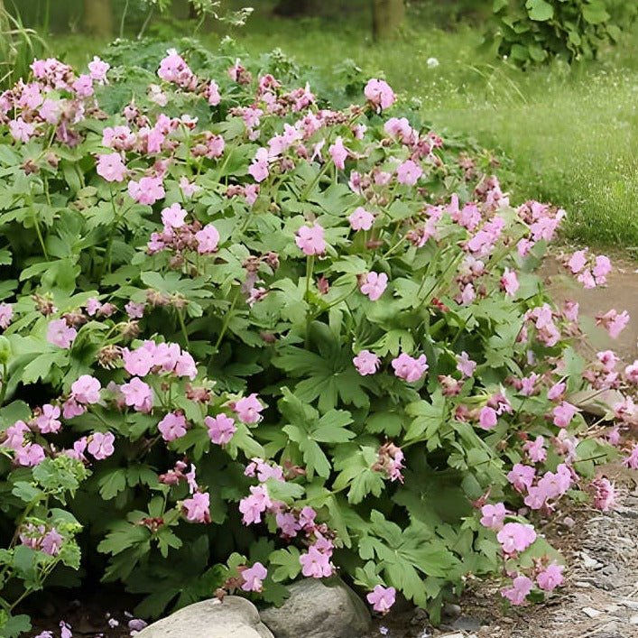 Geranium macr. 'Ingwersen's Var. - Ooievaarsbek - toptuinplanten