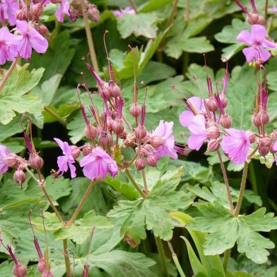 Geranium macr. 'Ingwersen's Var. - Ooievaarsbek - toptuinplanten