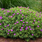 Geranium sanguineum - Ooievaarsbek - toptuinplanten