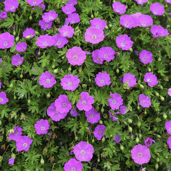 Geranium sanguineum - Ooievaarsbek - toptuinplanten