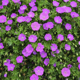 Geranium sanguineum - Ooievaarsbek - toptuinplanten