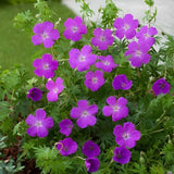 Geranium sanguineum - Ooievaarsbek - toptuinplanten