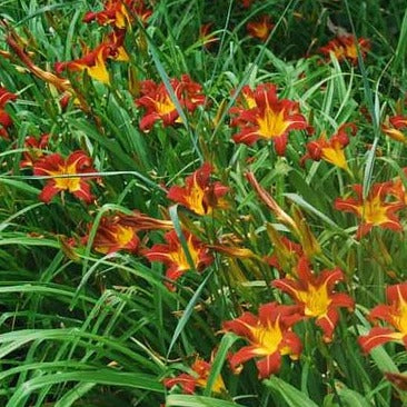 Hemerocallis 'Autumn Red' - Daglelie - toptuinplanten