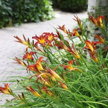 Hemerocallis 'Autumn Red' - Daglelie - toptuinplanten