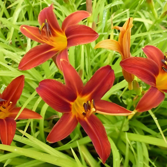 Hemerocallis 'Sammy Russell' - Daglelie - toptuinplanten