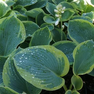 Hosta sieb. 'Frances Williams' - Hartelelie - toptuinplanten