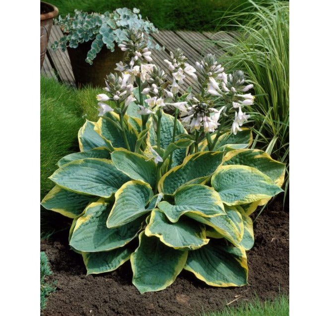 Hosta sieb. 'Frances Williams' - Hartelelie - toptuinplanten