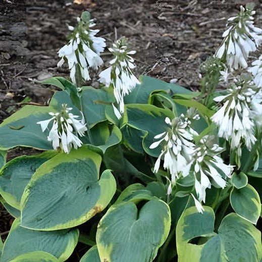 Hosta sieb. 'Frances Williams' - Hartelelie - toptuinplanten