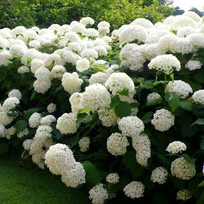 Hydrangea arborescens ''Annabelle' - toptuinplanten