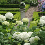 Hydrangea arborescens ''Annabelle' - toptuinplanten