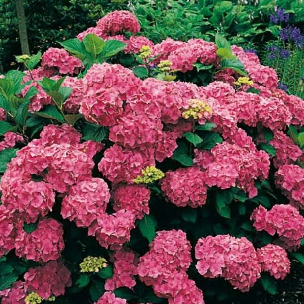 Hydrangea macrophylla ' Alpenglühen ' - toptuinplanten