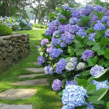 Hydrangea macrophylla ' Bodensee - toptuinplanten