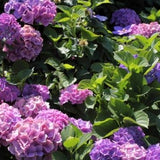 Hydrangea macrophylla ' Bodensee - toptuinplanten