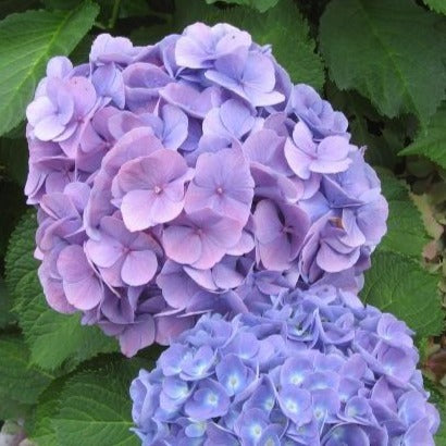 Hydrangea macrophylla ' Bodensee - toptuinplanten