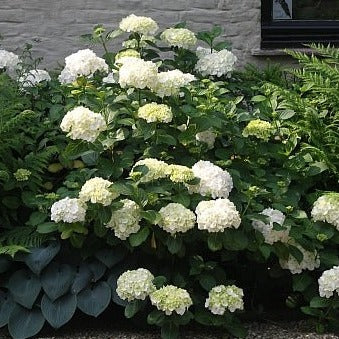 Hydrangea macrophylla ' Mad. Emile Mouillère' - toptuinplanten