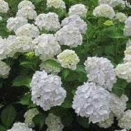 Hydrangea macrophylla ' Mad. Emile Mouillère' - toptuinplanten