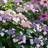 Hydrangea macrophylla 'Mariesii Perfecta' - toptuinplanten