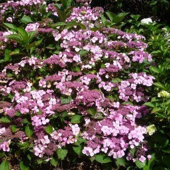 Hydrangea macrophylla 'Mariesii Perfecta' - toptuinplanten