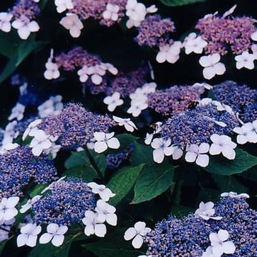 Hydrangea macrophylla 'Mariesii Perfecta' - toptuinplanten