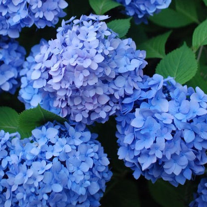 Hydrangea macrophylla 'Nikko Blue' - toptuinplanten