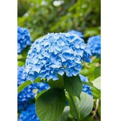 Hydrangea macrophylla 'Nikko Blue' - toptuinplanten