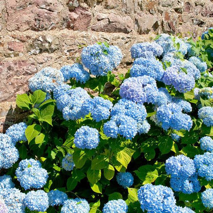 Hydrangea macrophylla 'Nikko Blue' - toptuinplanten