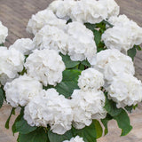 Hydrangea macrophylla ' 'Schneeball' - toptuinplanten