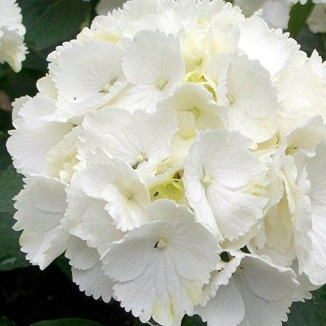 Hydrangea macrophylla ' 'Schneeball' - toptuinplanten