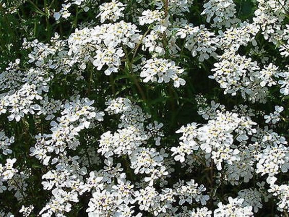 Iberis semp. 'Schneeflocke' - Scheefbloem - toptuinplanten