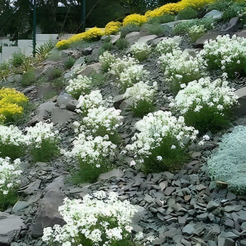 Iberis semp. 'Schneeflocke' - Scheefbloem - toptuinplanten