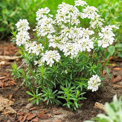 Iberis semp. 'Schneeflocke' - Scheefbloem - toptuinplanten