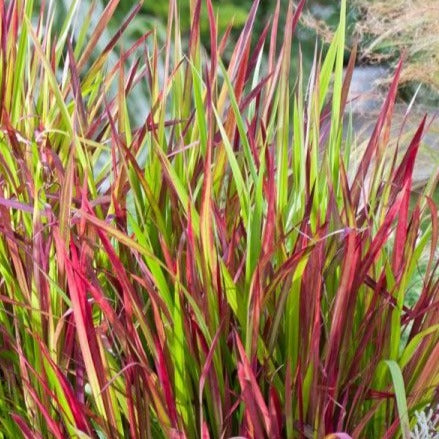 Imperata cylindrica 'Red Baron' - toptuinplanten