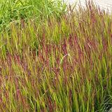 Imperata cylindrica 'Red Baron' - toptuinplanten