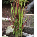 Imperata cylindrica 'Red Baron' - toptuinplanten