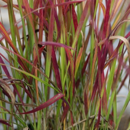 Imperata cylindrica 'Red Baron' - toptuinplanten