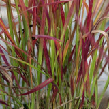 Imperata cylindrica 'Red Baron' - toptuinplanten