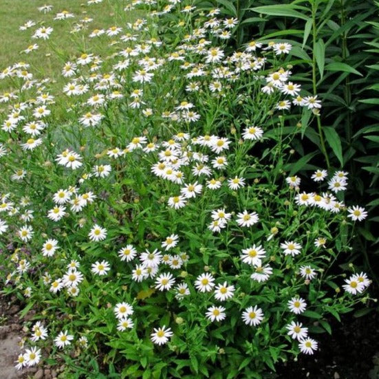 Kalimeris incisa - zomeraster - toptuinplanten