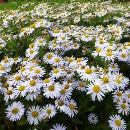 Kalimeris incisa - zomeraster - toptuinplanten