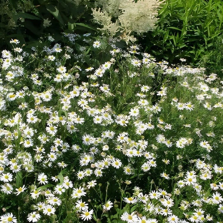 Kalimeris incisa - zomeraster - toptuinplanten