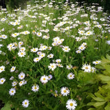 Kalimeris incisa - zomeraster - toptuinplanten