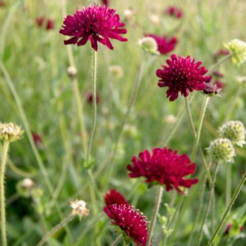 Knautia macedonica - Beemdkroon - toptuinplanten