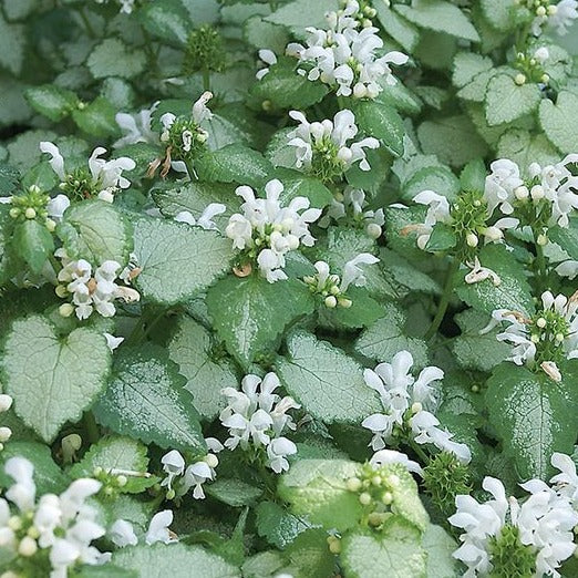 Lamium mac. 'White Nancy' - Lamium - toptuinplanten