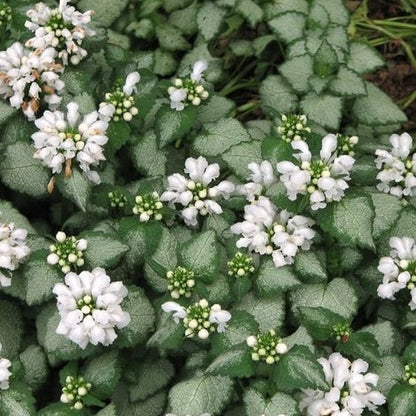 Lamium mac. 'White Nancy' - Lamium - toptuinplanten