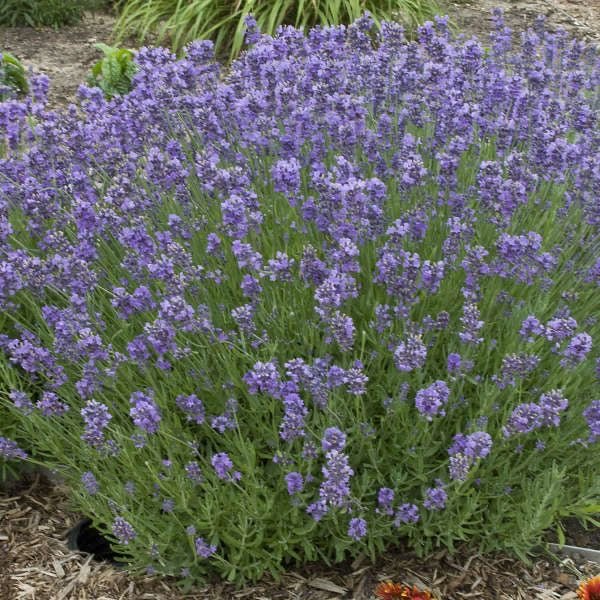 Lavandula angustifolia 'Munstead - Lavandel - toptuinplanten