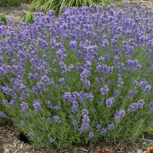 Lavandula angustifolia 'Munstead - Lavandel - toptuinplanten