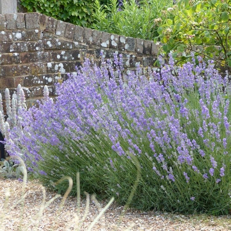 Lavandula angustifolia 'Munstead - Lavandel - toptuinplanten