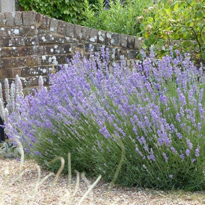 Lavandula angustifolia 'Munstead - Lavandel - toptuinplanten