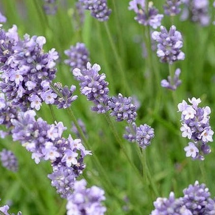 Lavandula angustifolia 'Munstead - Lavandel - toptuinplanten