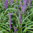 Liriope muscari 'Ingwersen' - Leliegras - toptuinplanten