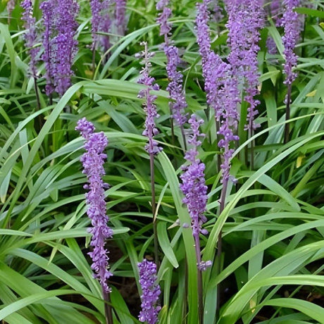 Liriope muscari 'Ingwersen' - Leliegras - toptuinplanten